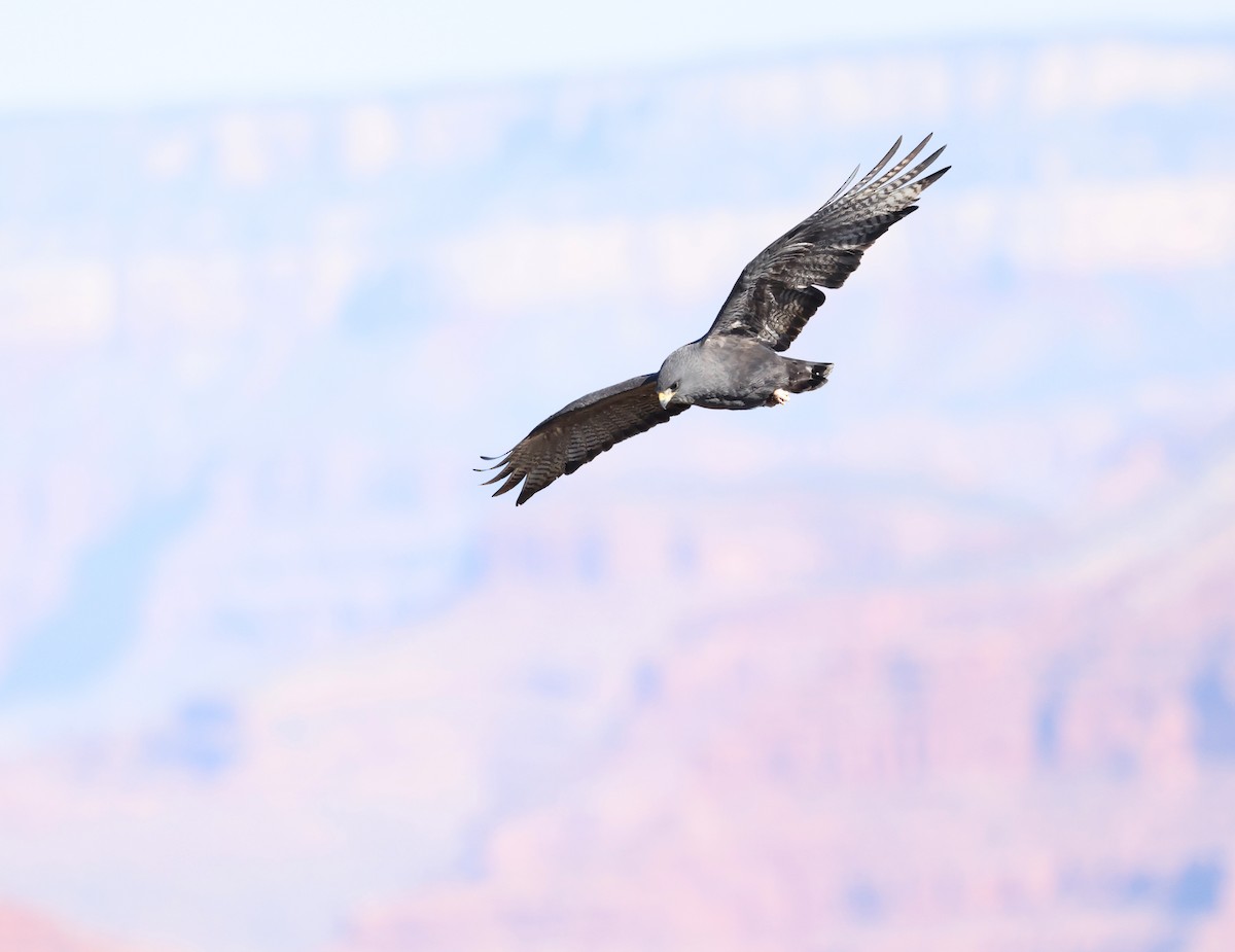 Zone-tailed Hawk - Andy Gee