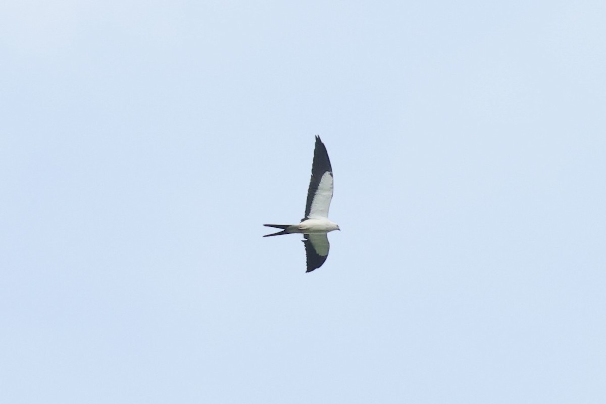 Swallow-tailed Kite - ML618508548