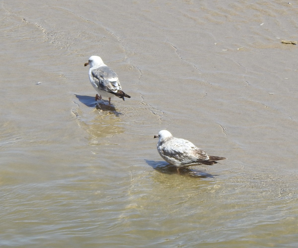 Gaviota Argéntea (americana) - ML618508560