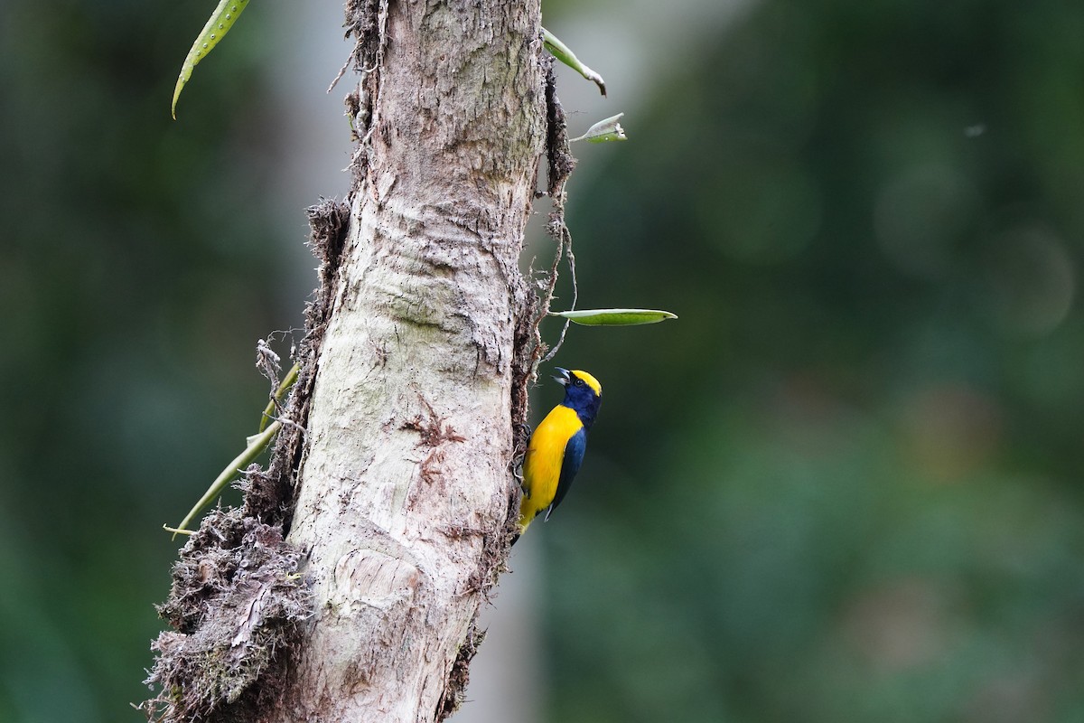 Yellow-crowned Euphonia - ML618508573