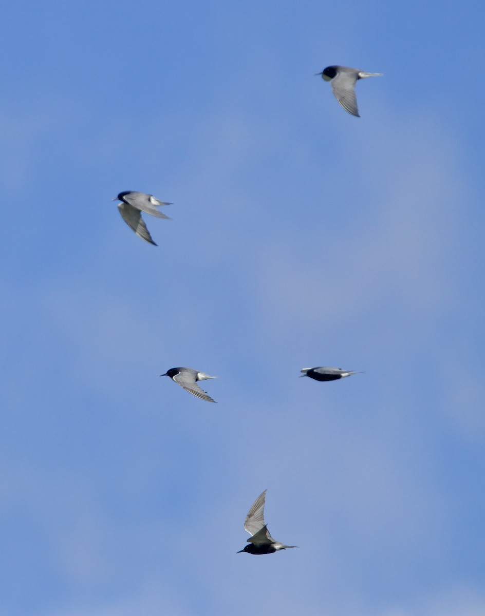 Black Tern - Jordan Juzdowski