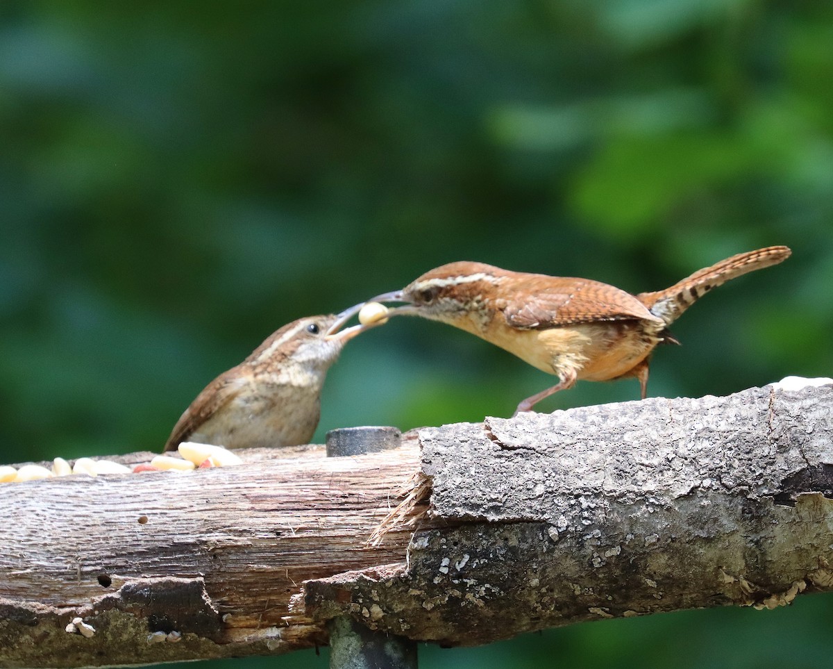 Carolina Wren - John Killian