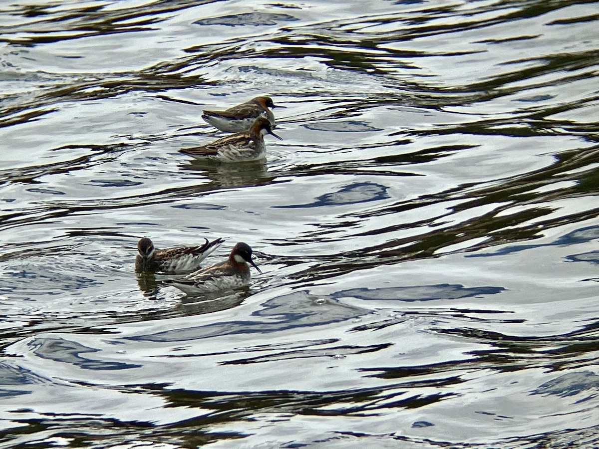 Red-necked Phalarope - ML618508623