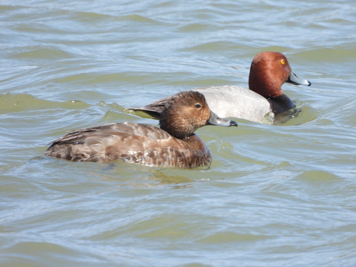 Redhead - Germain Savard