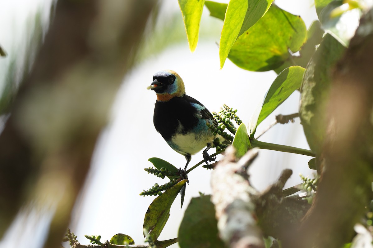 Golden-hooded Tanager - Nick Leiby
