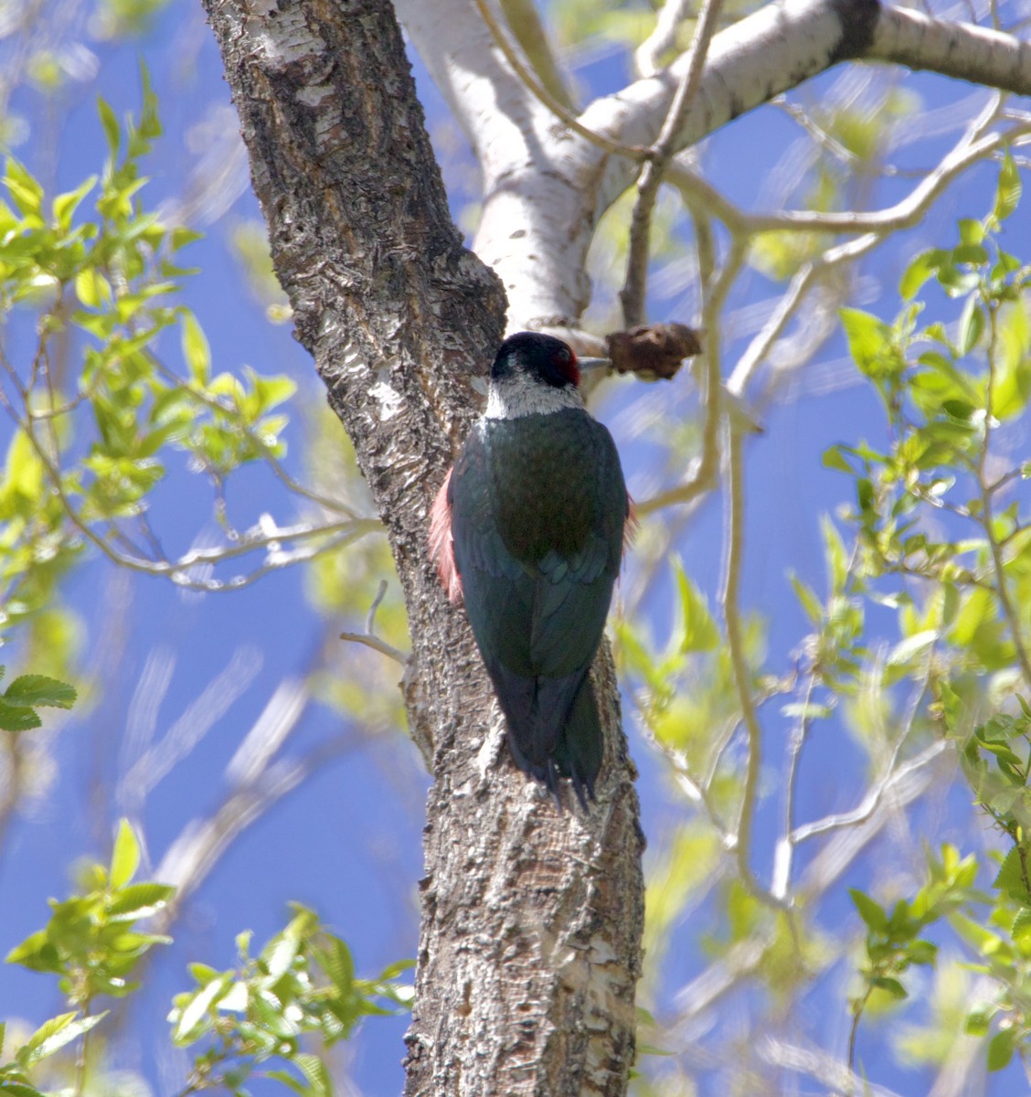 Lewis's Woodpecker - ML618508654