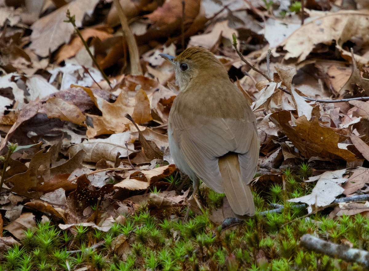 Veery - Alan Desbonnet