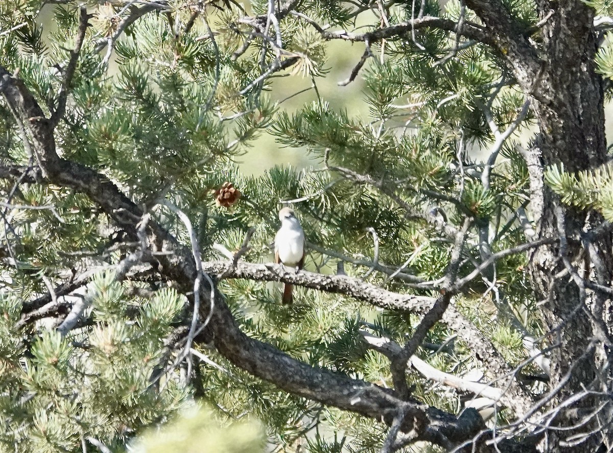 Ash-throated Flycatcher - ML618508770