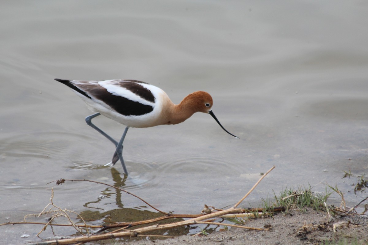 American Avocet - Grant Beverage