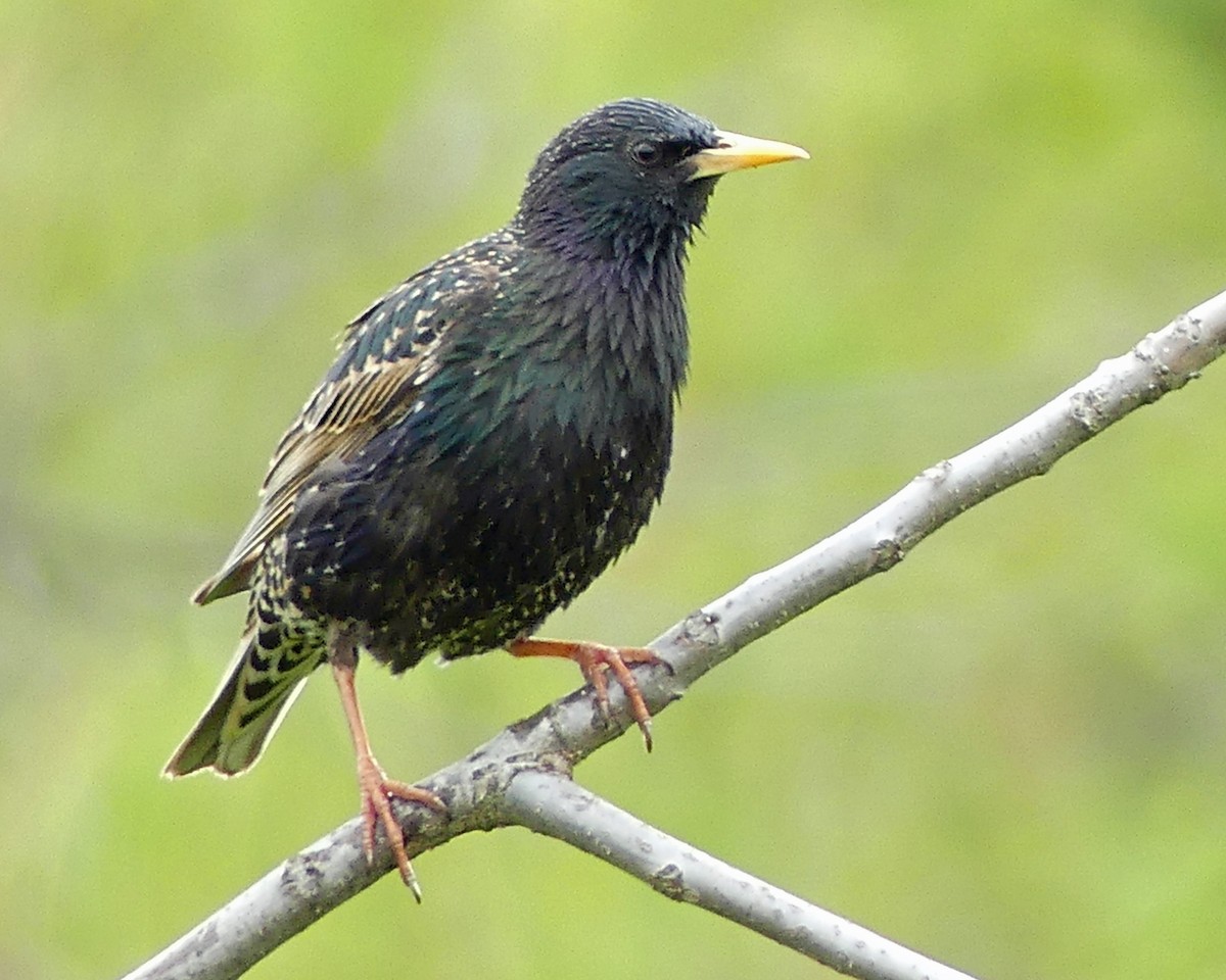 European Starling - Colleen C