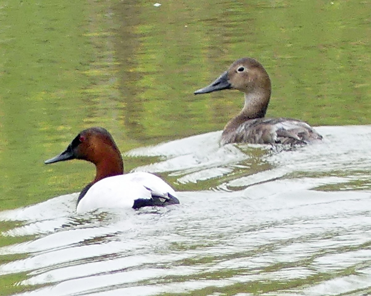 Canvasback - ML618508816