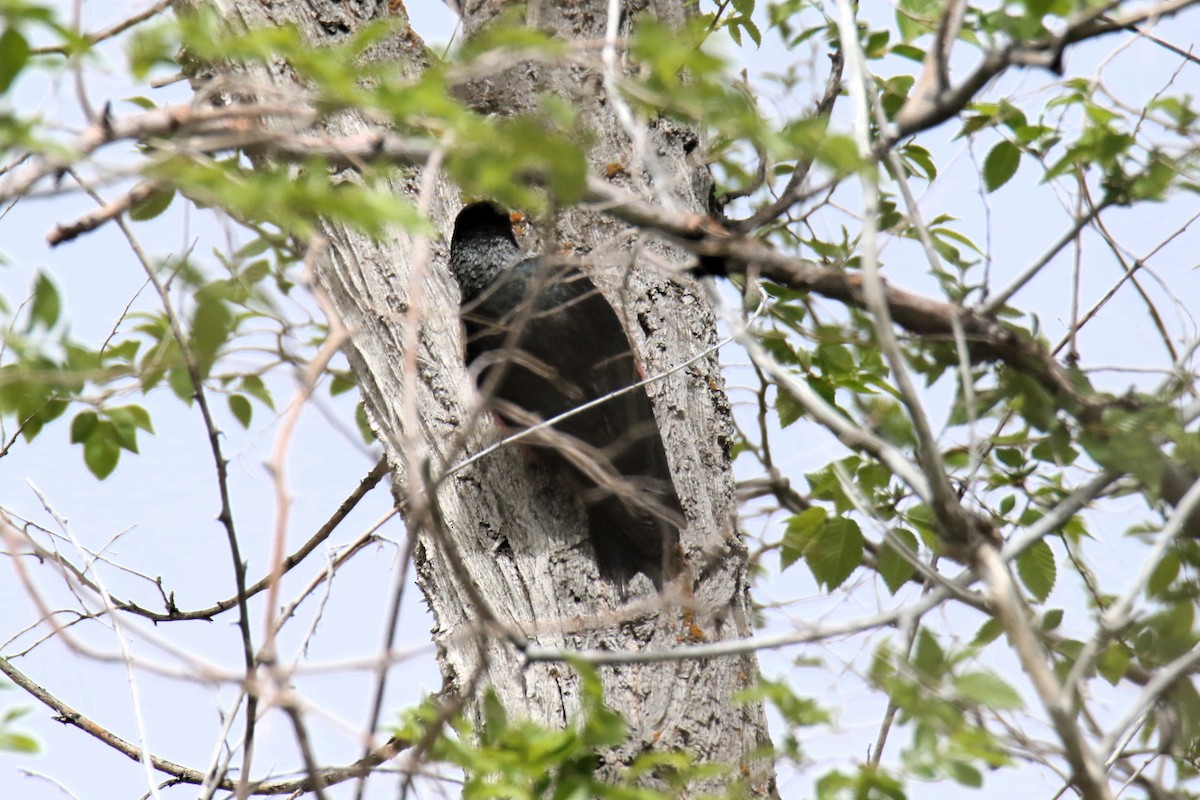 Lewis's Woodpecker - ML618508839