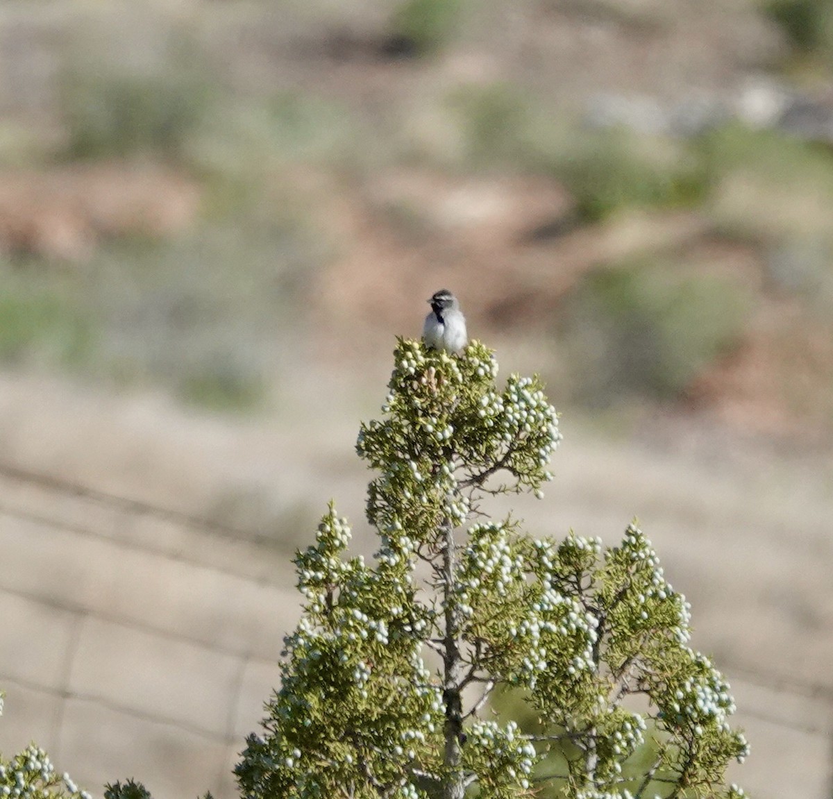 Black-throated Sparrow - ML618508849