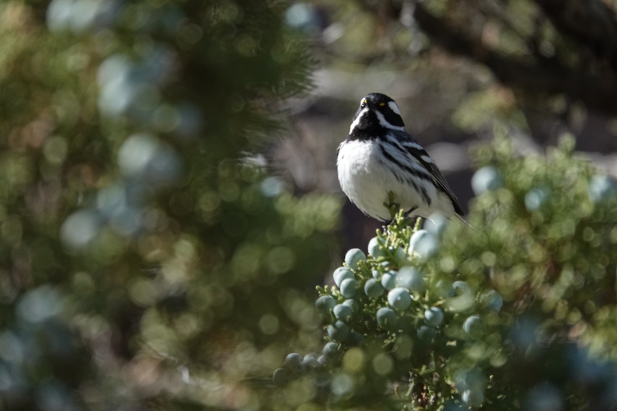 Black-throated Gray Warbler - ML618508873