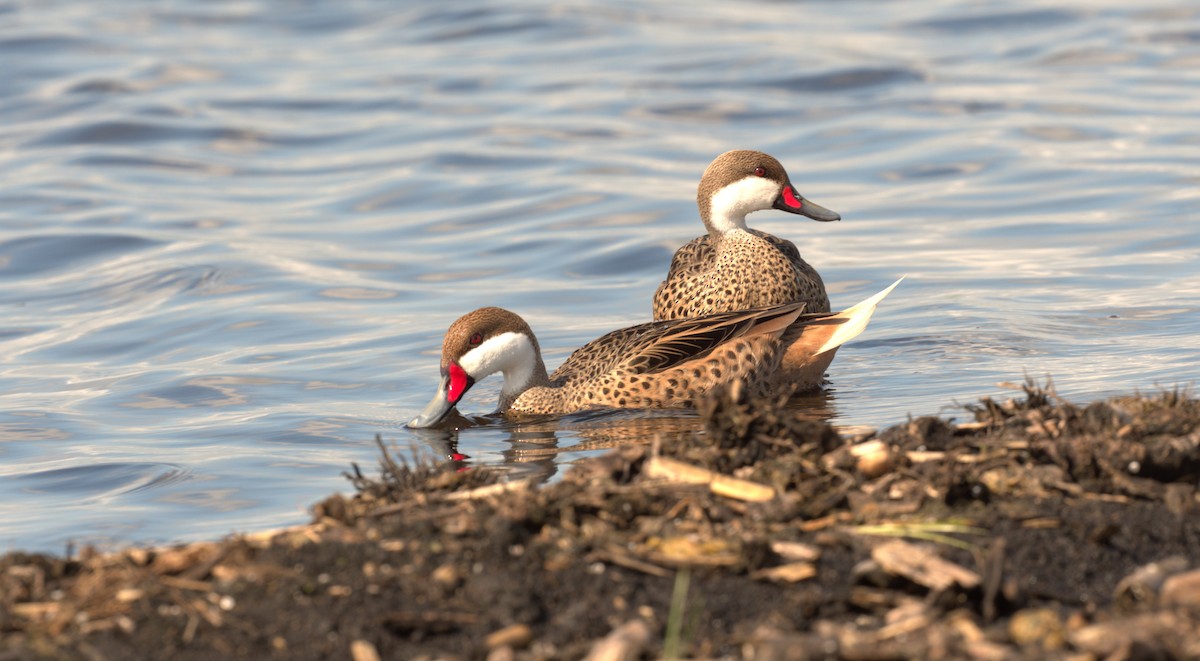 White-cheeked Pintail - ML618508876