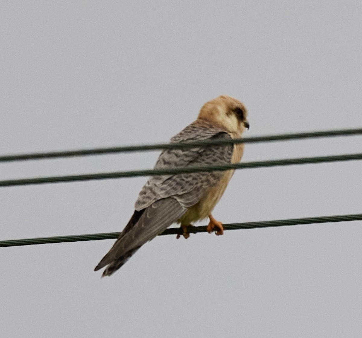 Red-footed Falcon - ML618508890