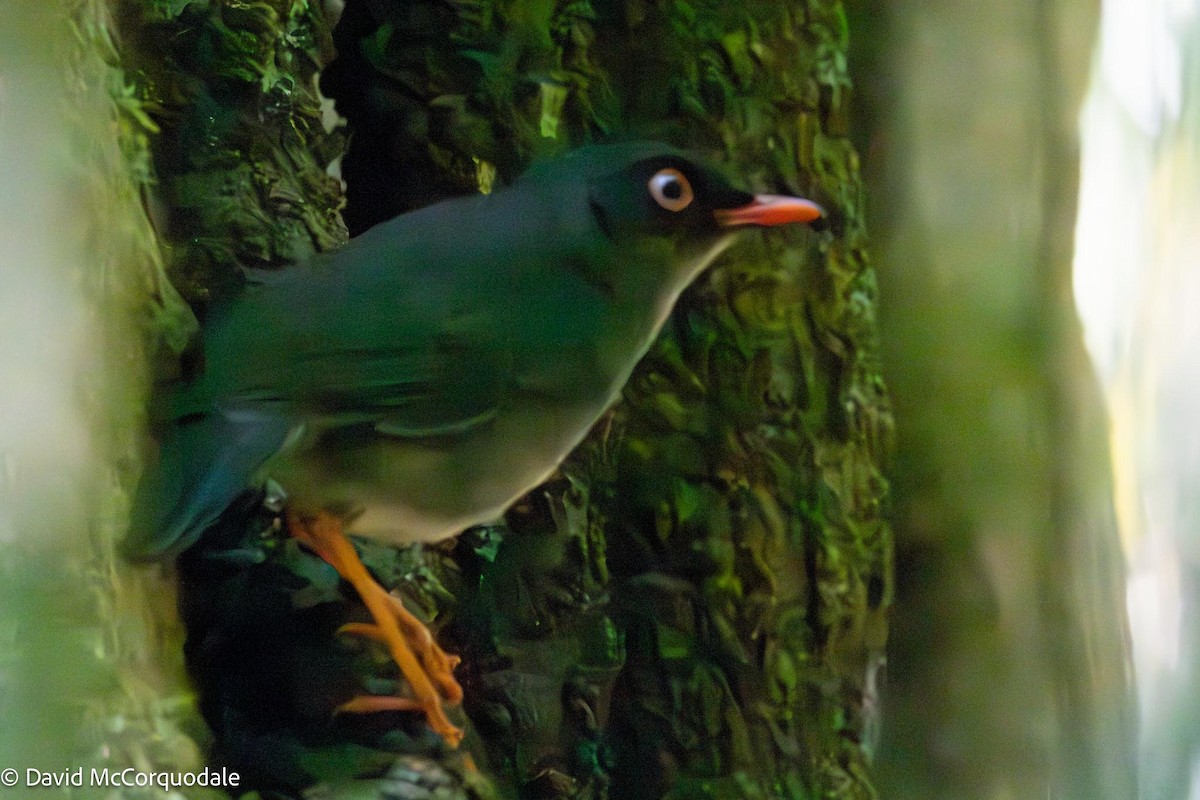 Slaty-backed Nightingale-Thrush - ML618508903