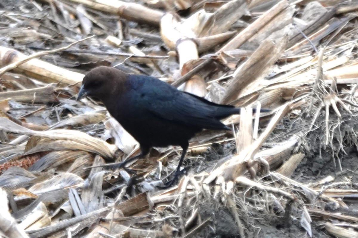 Brown-headed Cowbird - ML618508915