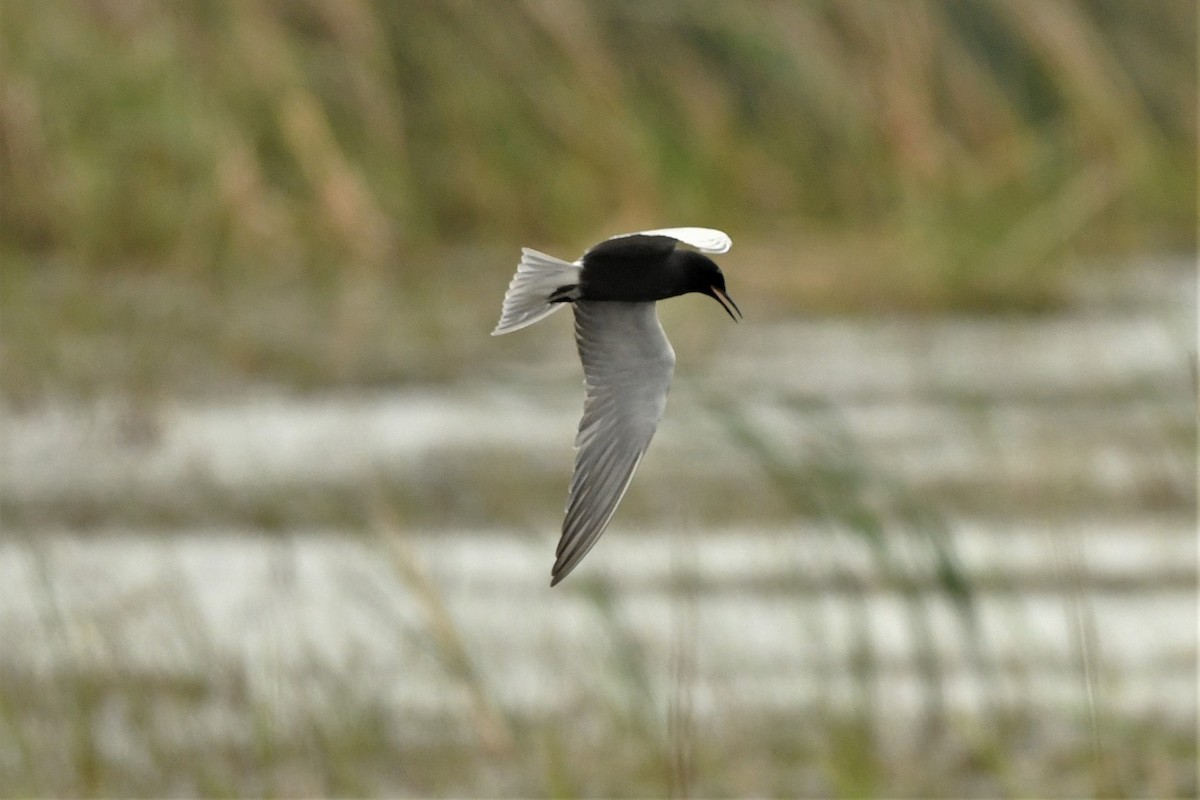 Black Tern - Mark Miller