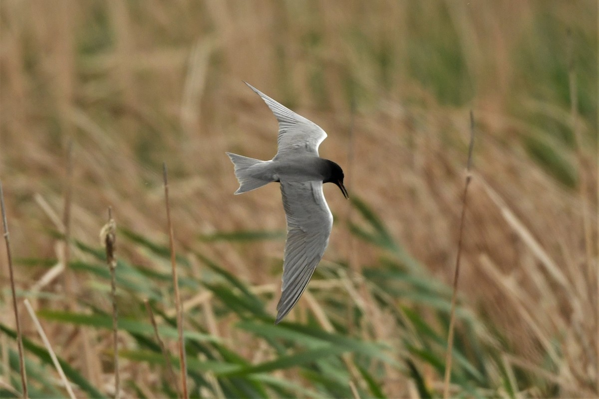 Black Tern - Mark Miller