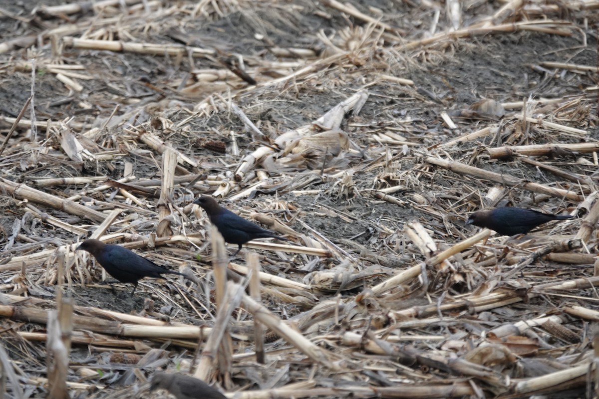 Brown-headed Cowbird - ML618508929