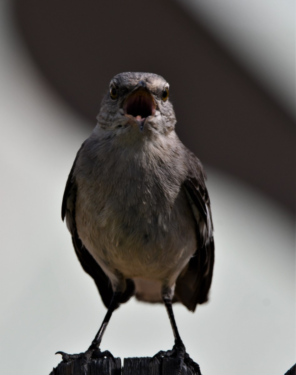 Northern Mockingbird - ML618509000