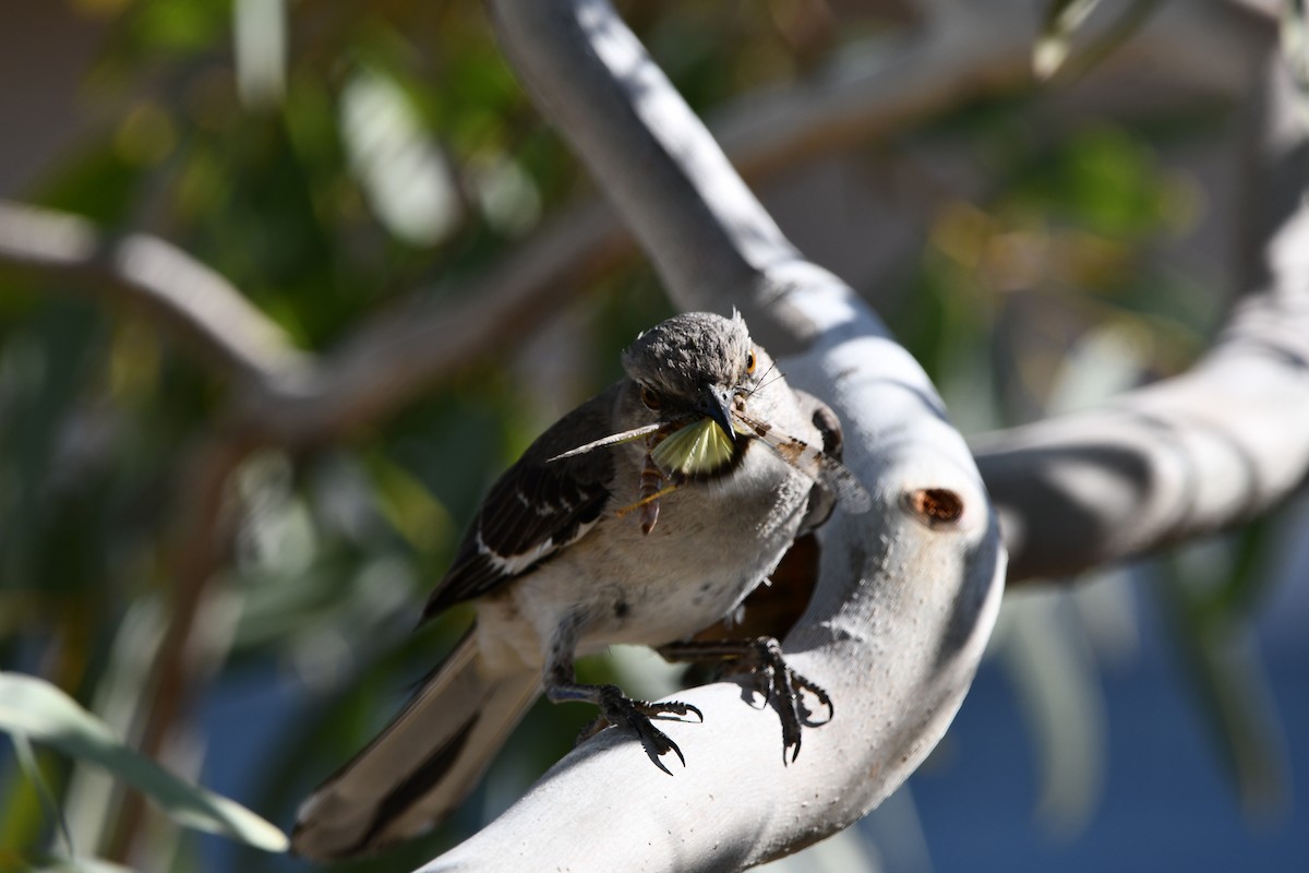 Northern Mockingbird - ML618509008