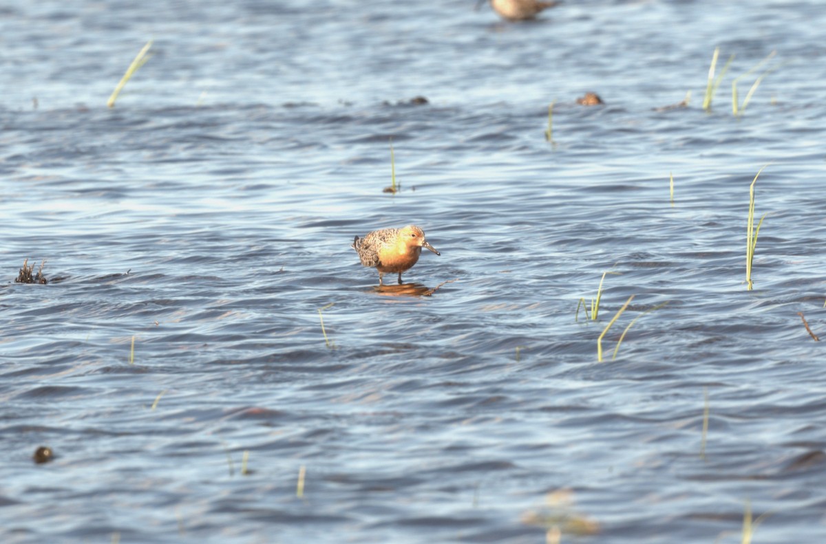 Red Knot - ML618509030