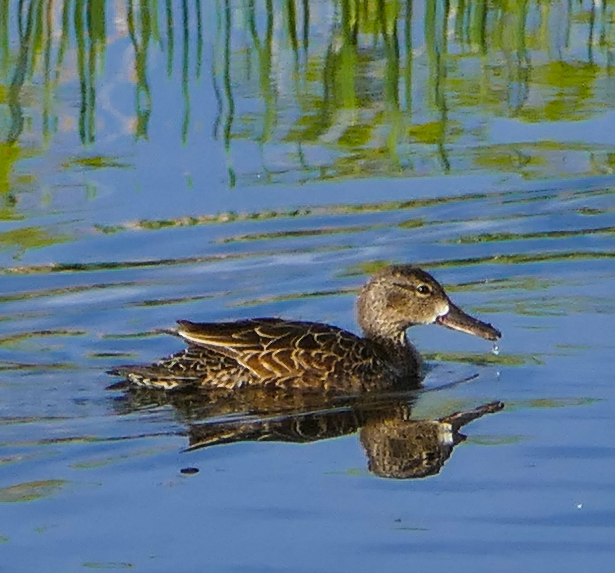 Blue-winged Teal - ML618509057