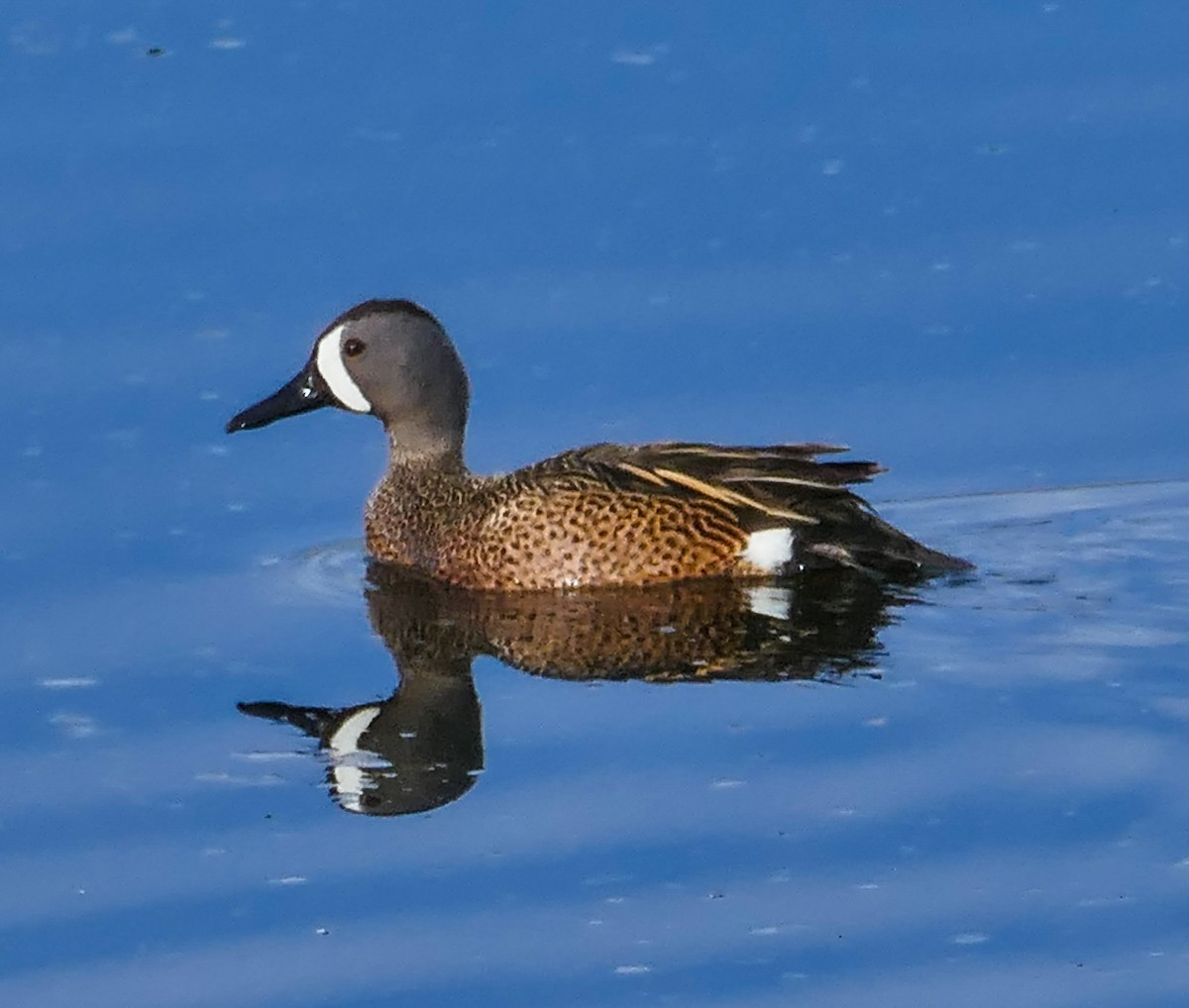 Blue-winged Teal - ML618509063