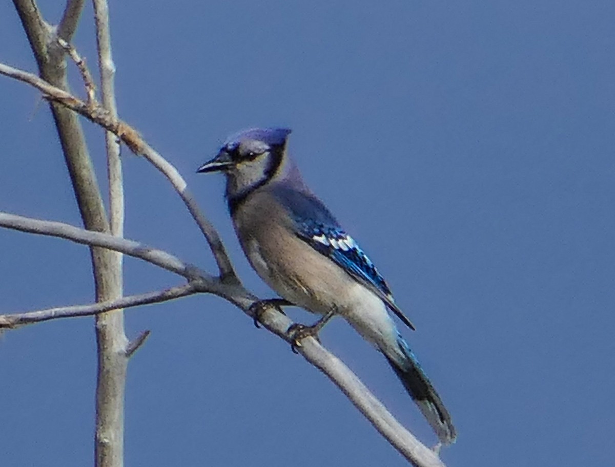 Blue Jay - ML618509065