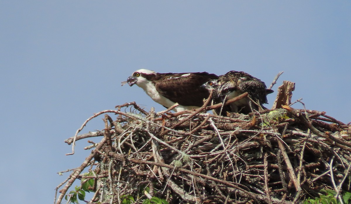 Osprey - Susan Young