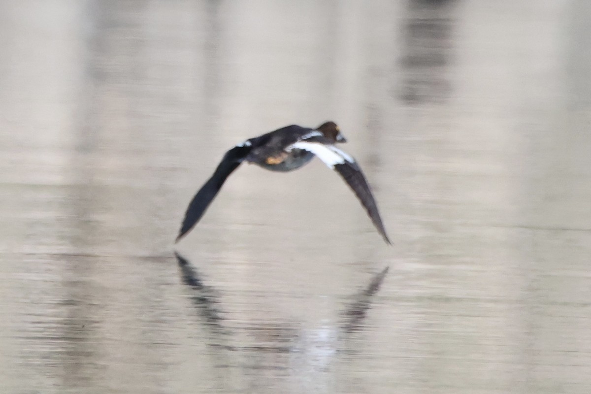 Common Goldeneye - ML618509074