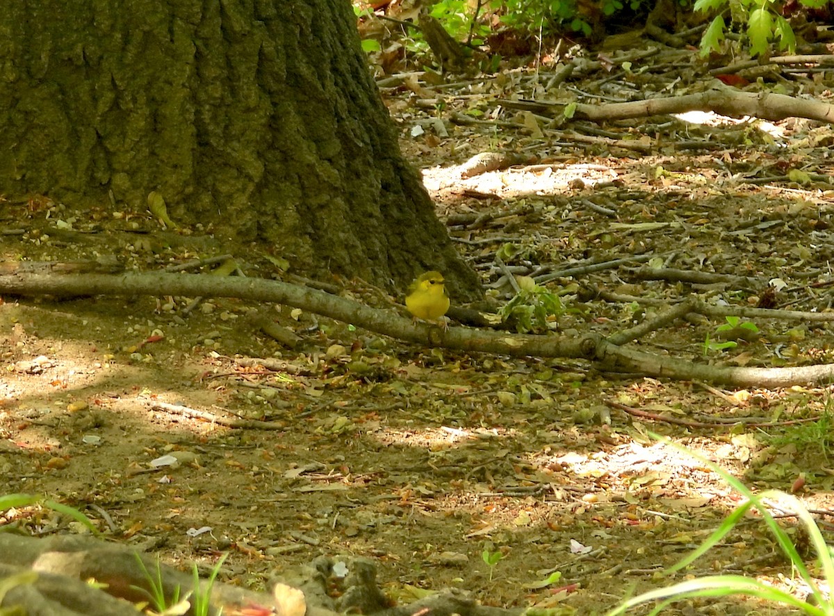 Hooded Warbler - Nick Dawson