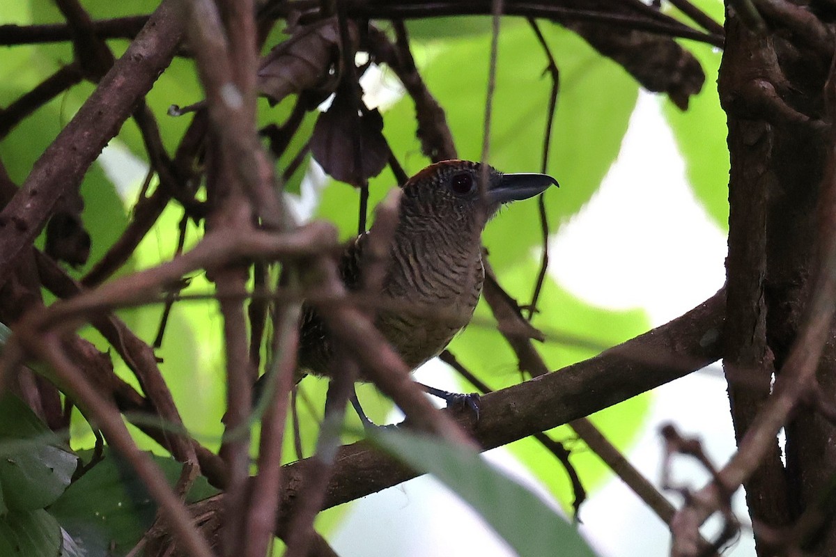 Fasciated Antshrike - Hubert Stelmach