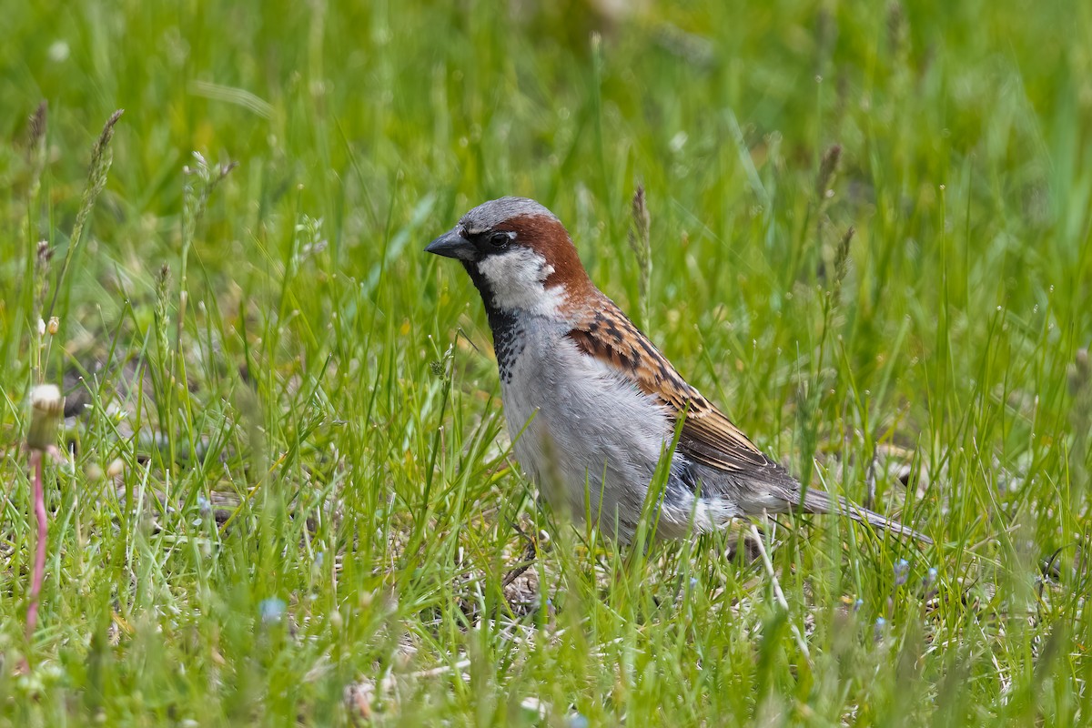 House Sparrow - Rob  Henderson