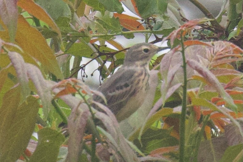 American Pipit - ML618509150