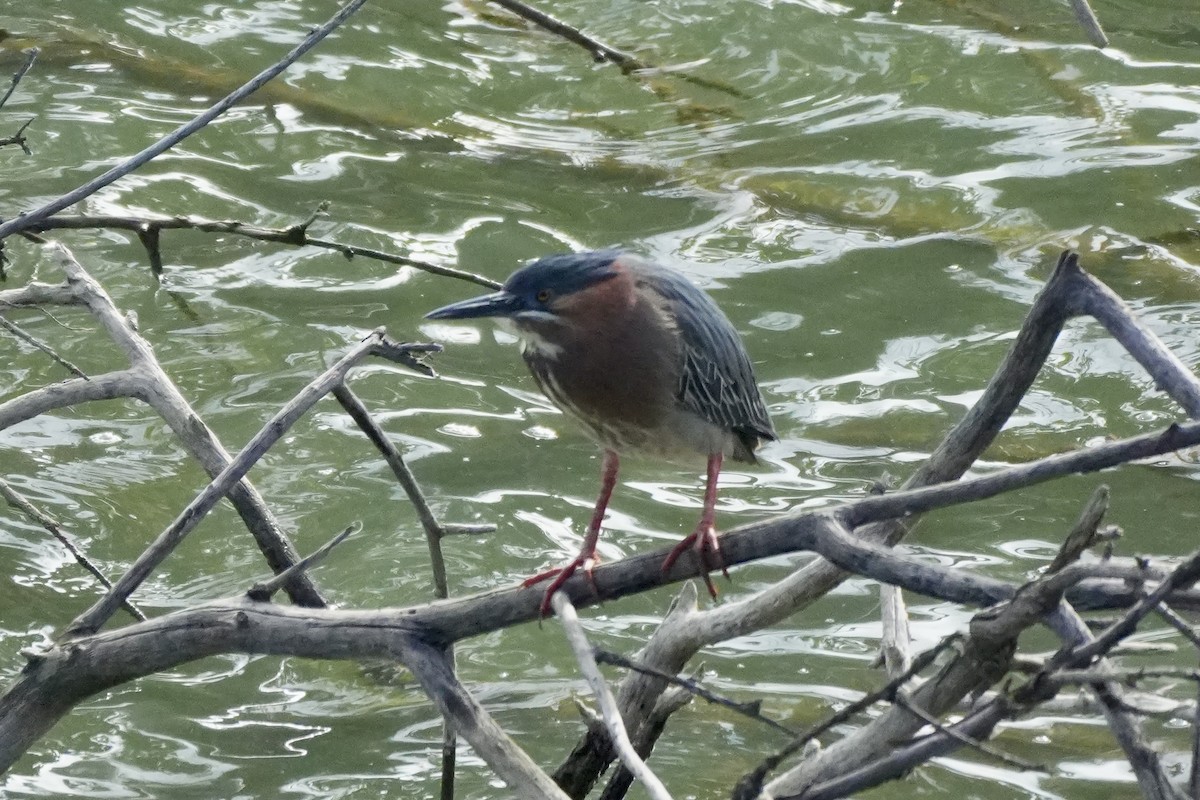 Green Heron - ML618509170