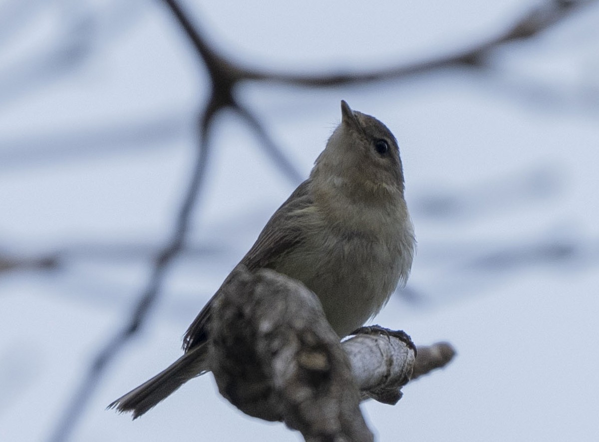 Warbling Vireo - Steve Hovey