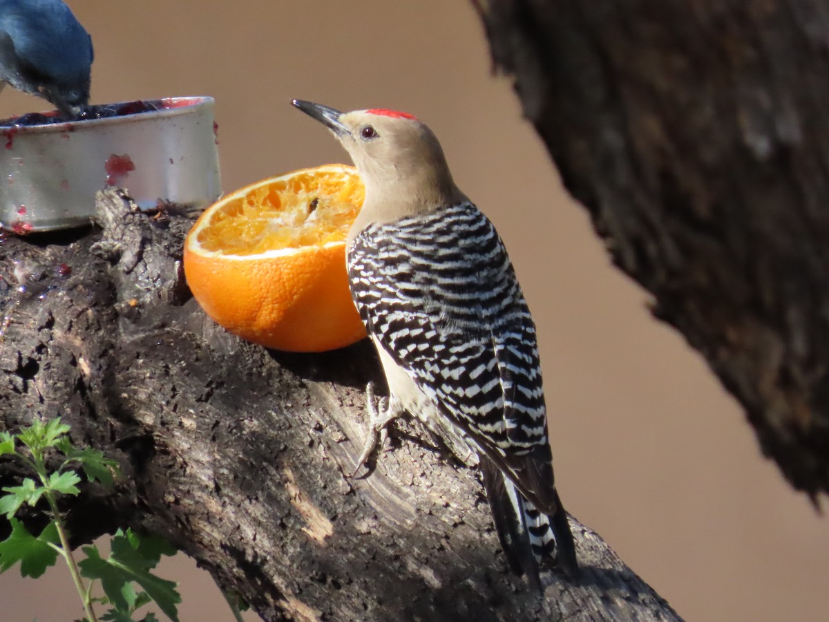 Gila Woodpecker - ML618509197