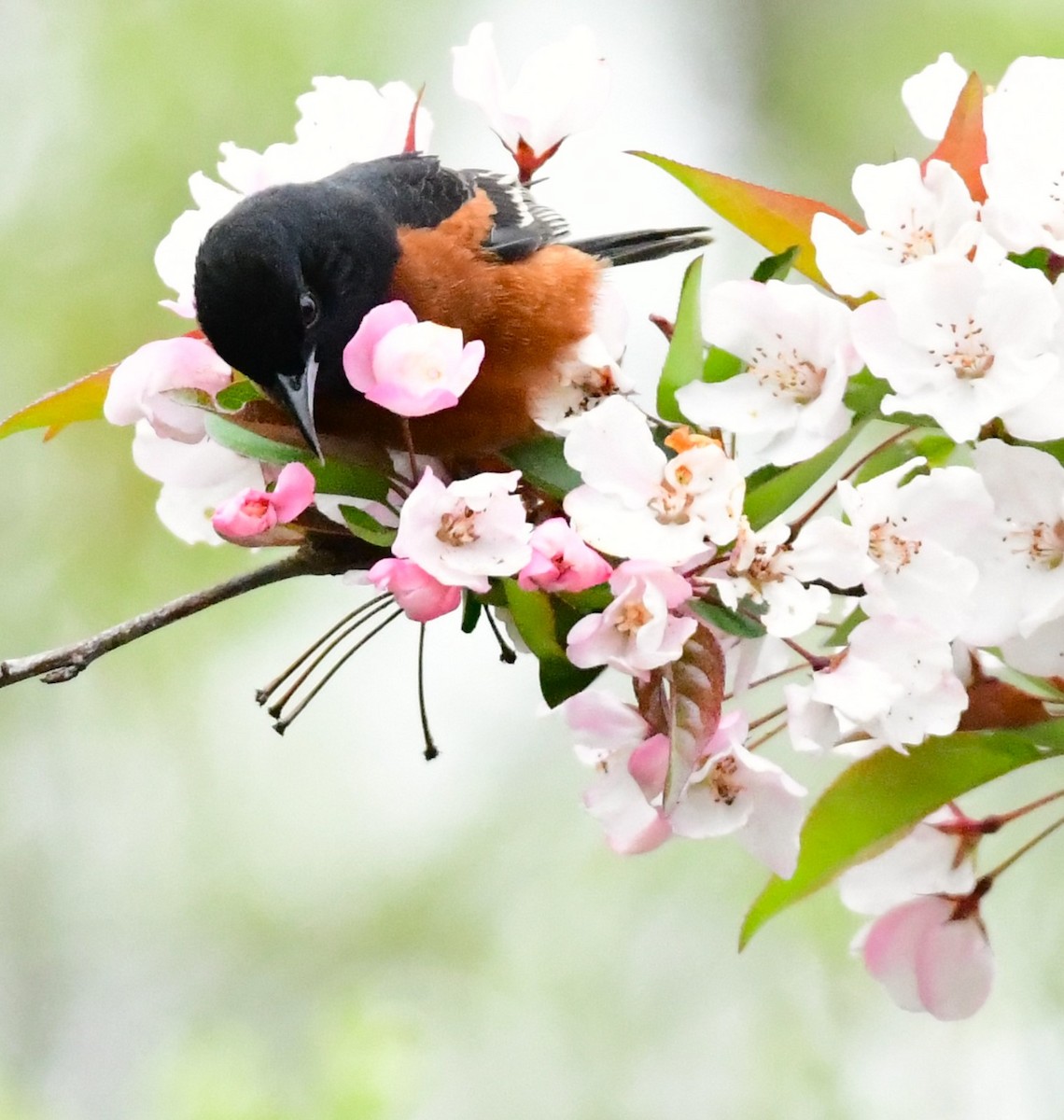 Orchard Oriole - mike shaw