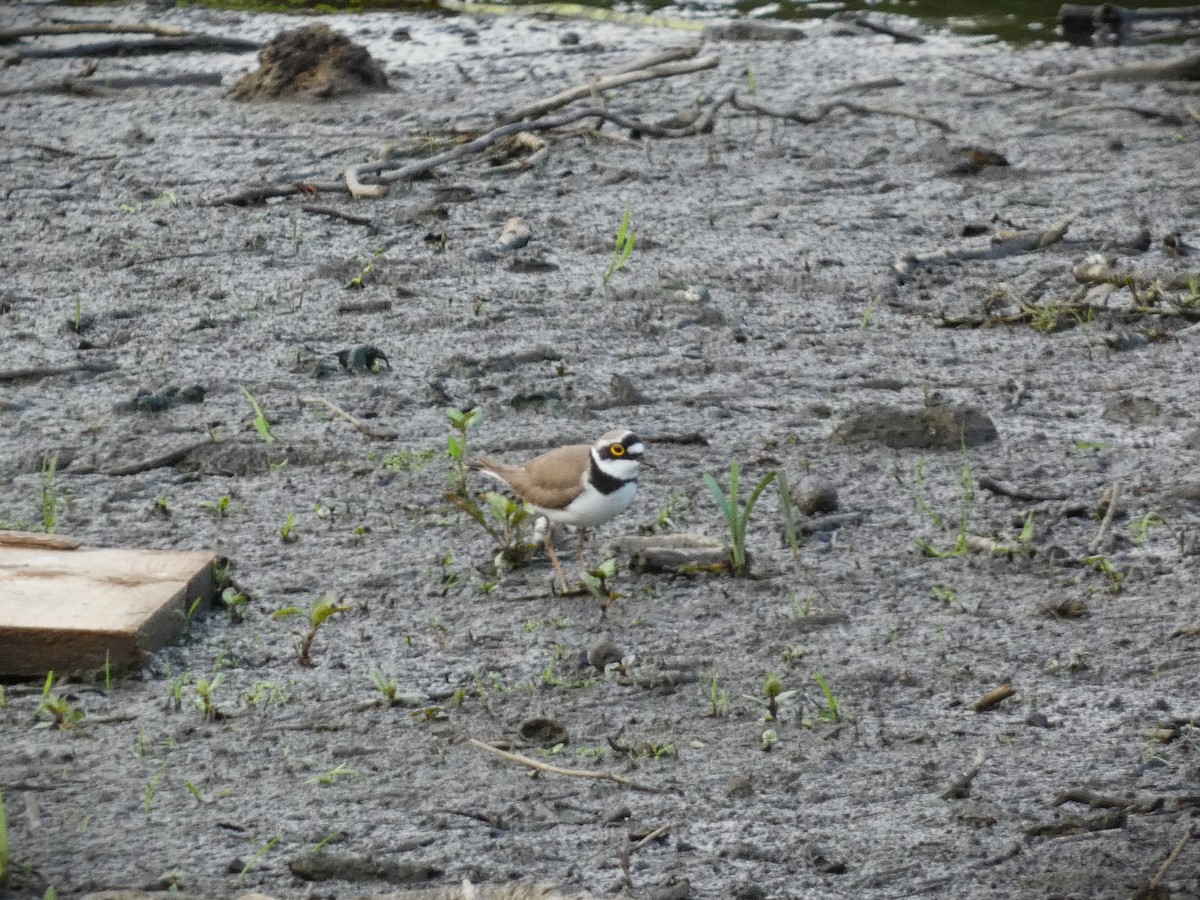 Little Ringed Plover - ML618509218