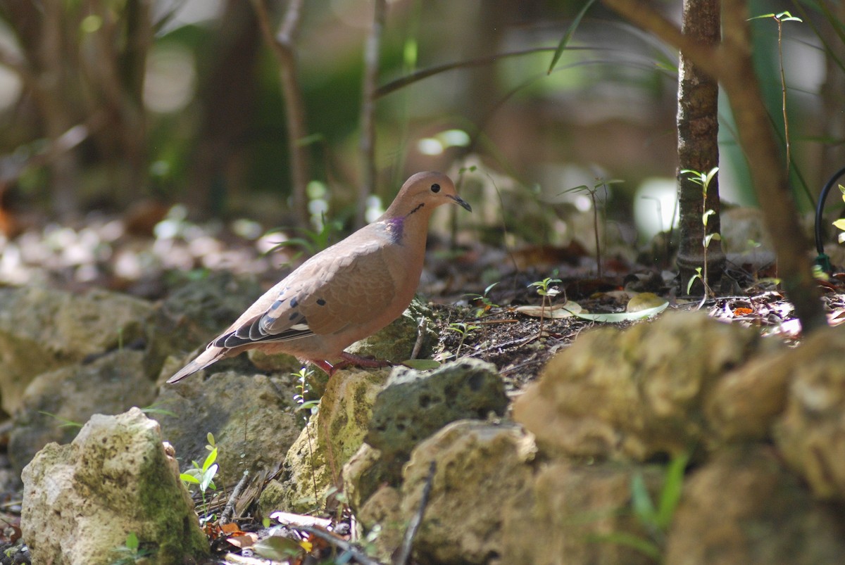 Zenaida Dove - ML618509241