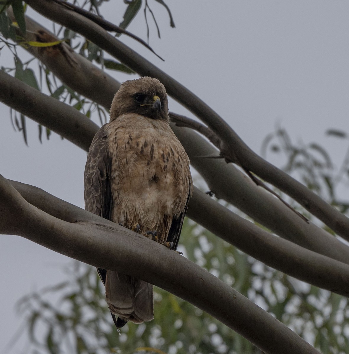 Red-tailed Hawk - Steve Hovey