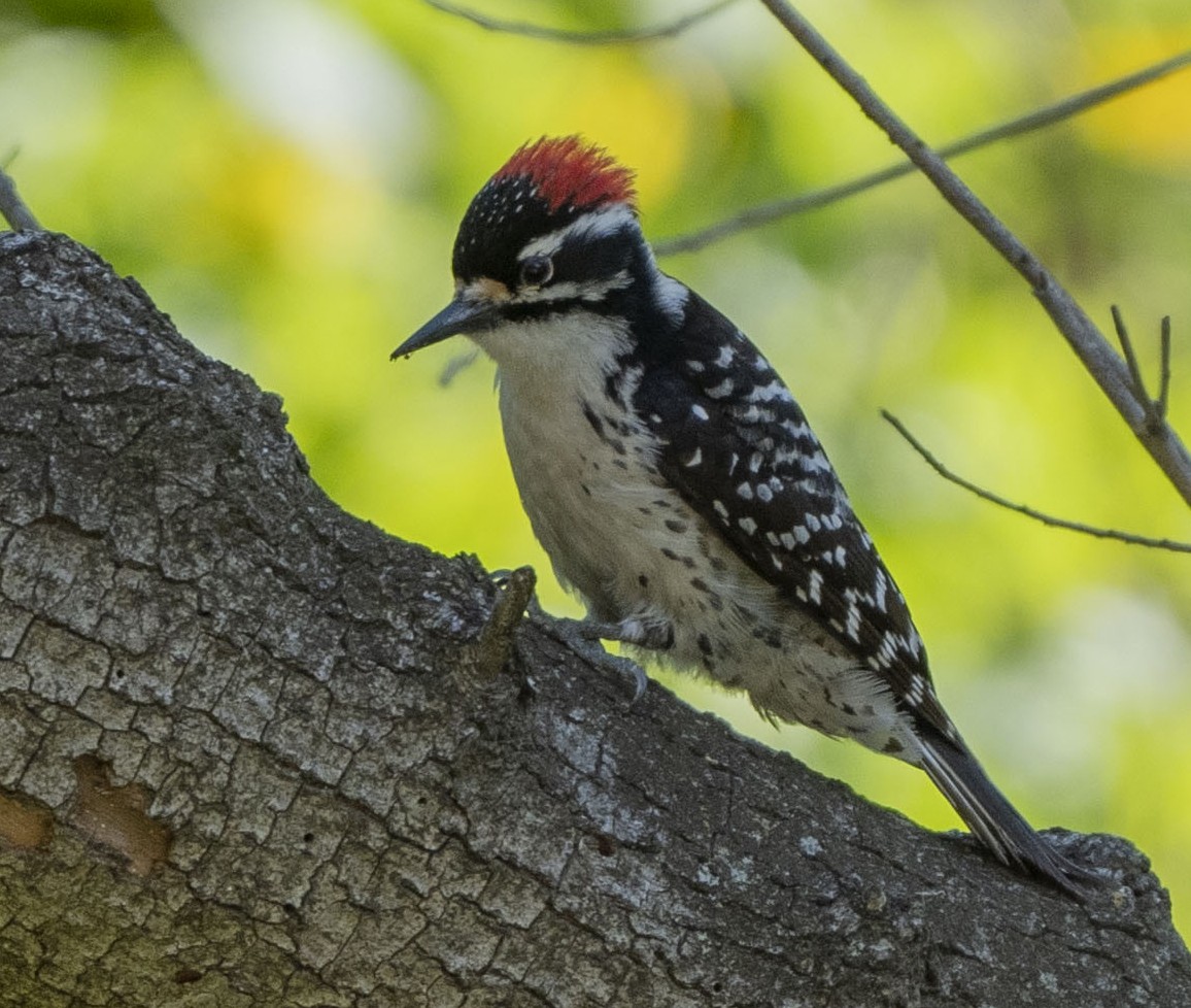 Nuttall's Woodpecker - ML618509281