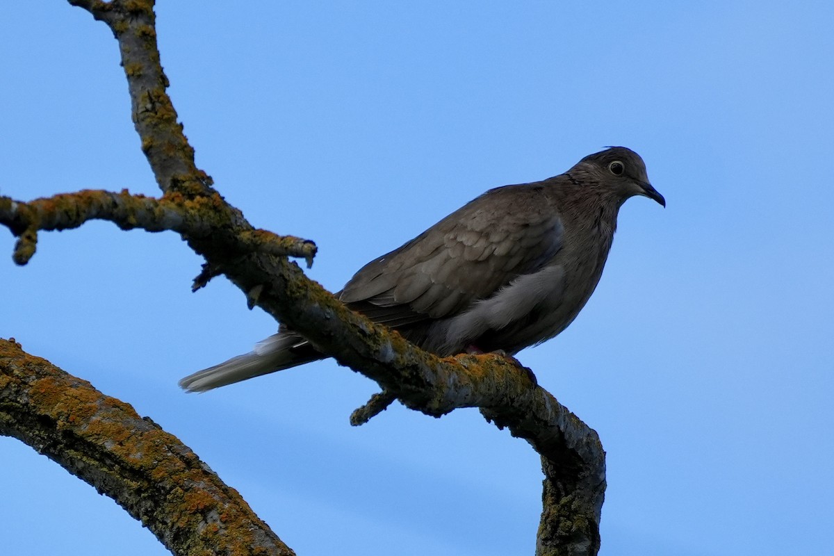 Eurasian Collared-Dove - ML618509292