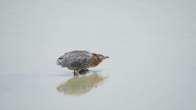 Green Heron - ML618509293