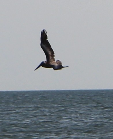 Brown Pelican - ML618509315