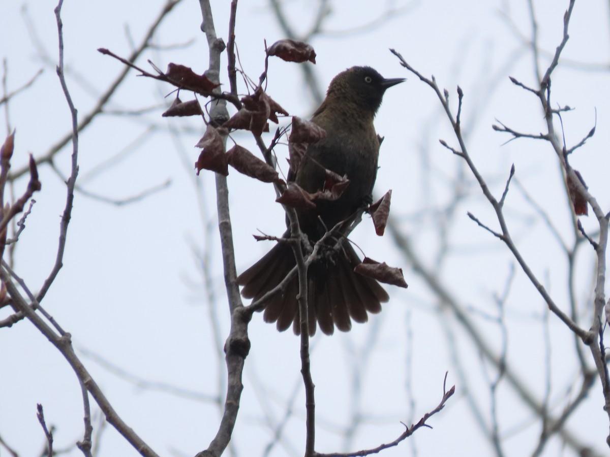 Rusty Blackbird - Bill Winsor