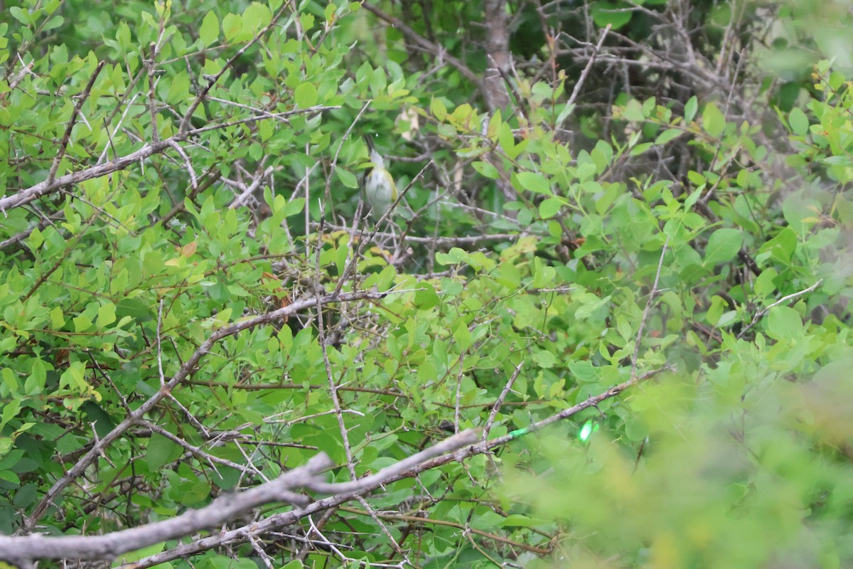 Vireo Cabecinegro - ML618509325